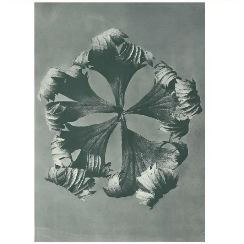 1928 Golden-Ball by Karl Blossfeldt, Original Period Photogravure N42 - 2