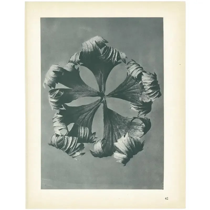 1928 Golden-Ball by Karl Blossfeldt, Original Period Photogravure N42 - 3