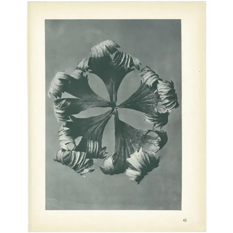 1928 Golden-Ball by Karl Blossfeldt, Original Period Photogravure N42 - 6
