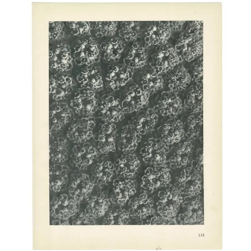 1928 Karl Blossfeldt Original Period Achillea Filipendulina Photogravure N118 - 3