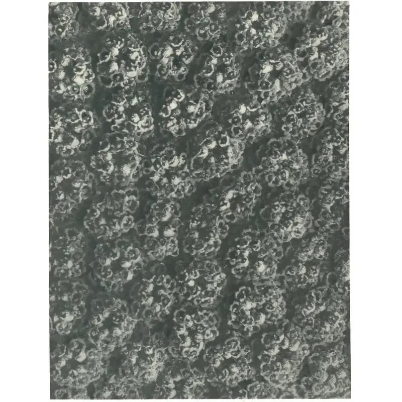 1928 Karl Blossfeldt Original Period Achillea Filipendulina Photogravure N118 - 4