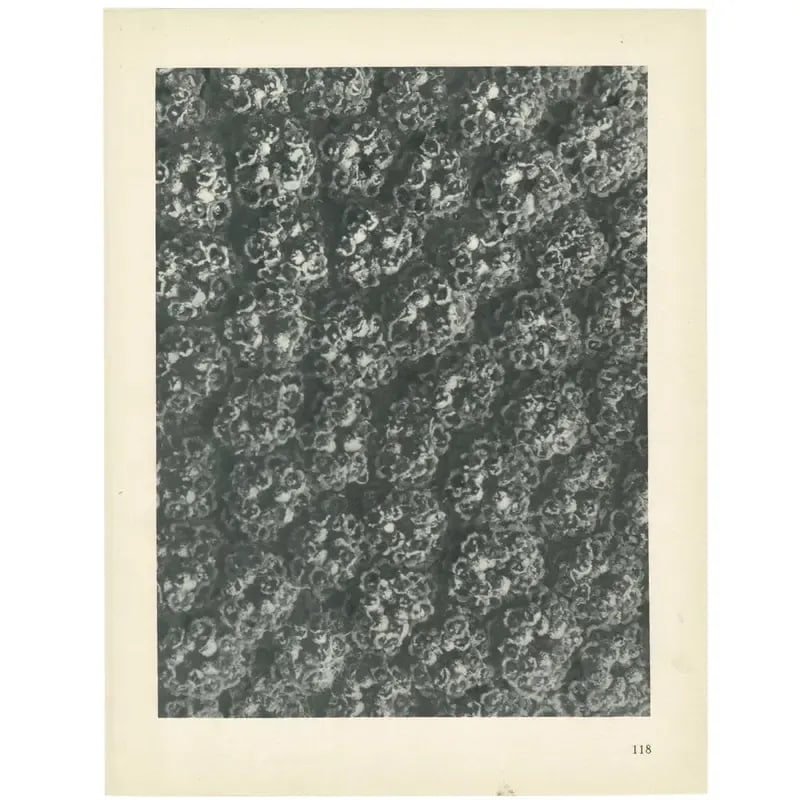 1928 Karl Blossfeldt Original Period Achillea Filipendulina Photogravure N118 - 6