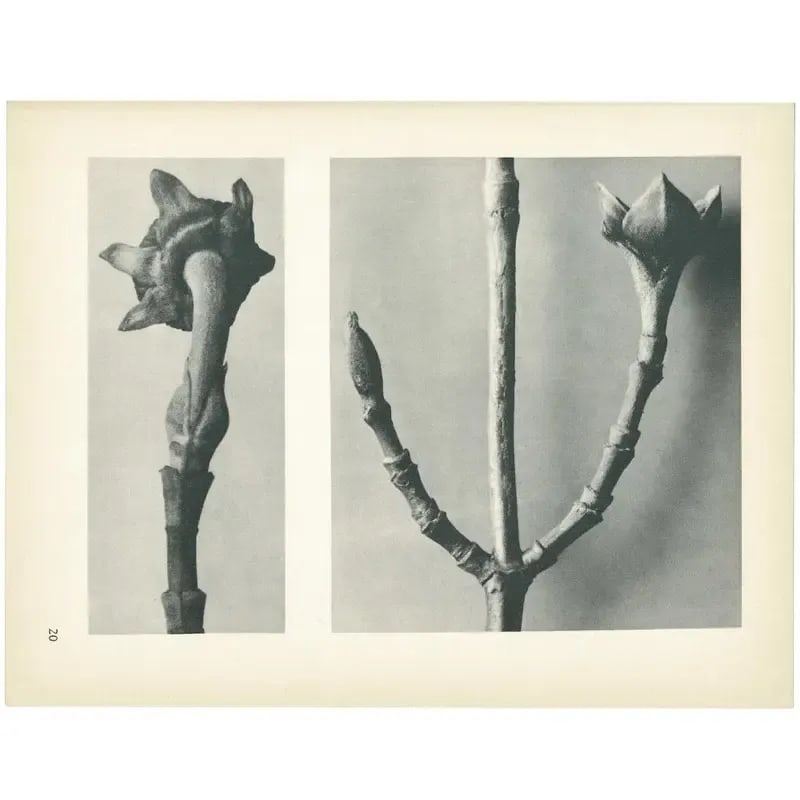 1928 Karl Blossfeldt Original Period Photogravure N20 of Cornus Nuttallii - 3