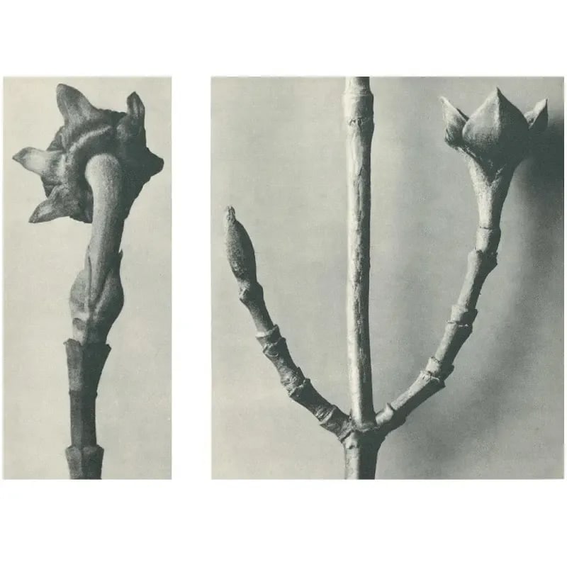 1928 Karl Blossfeldt Original Period Photogravure N20 of Cornus Nuttallii - 4