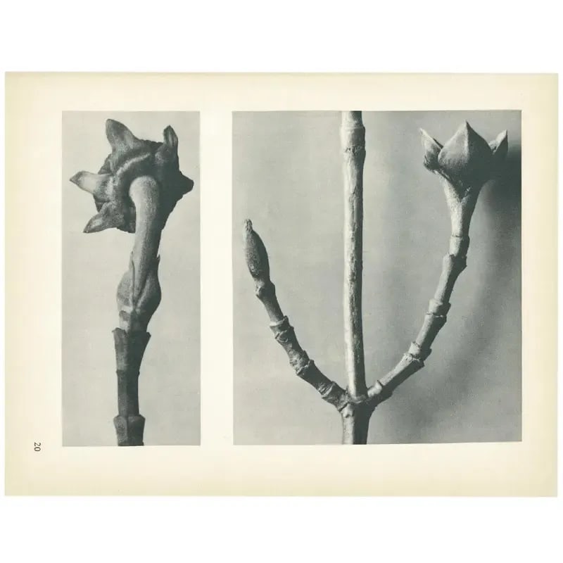1928 Karl Blossfeldt Original Period Photogravure N20 of Cornus Nuttallii - 5