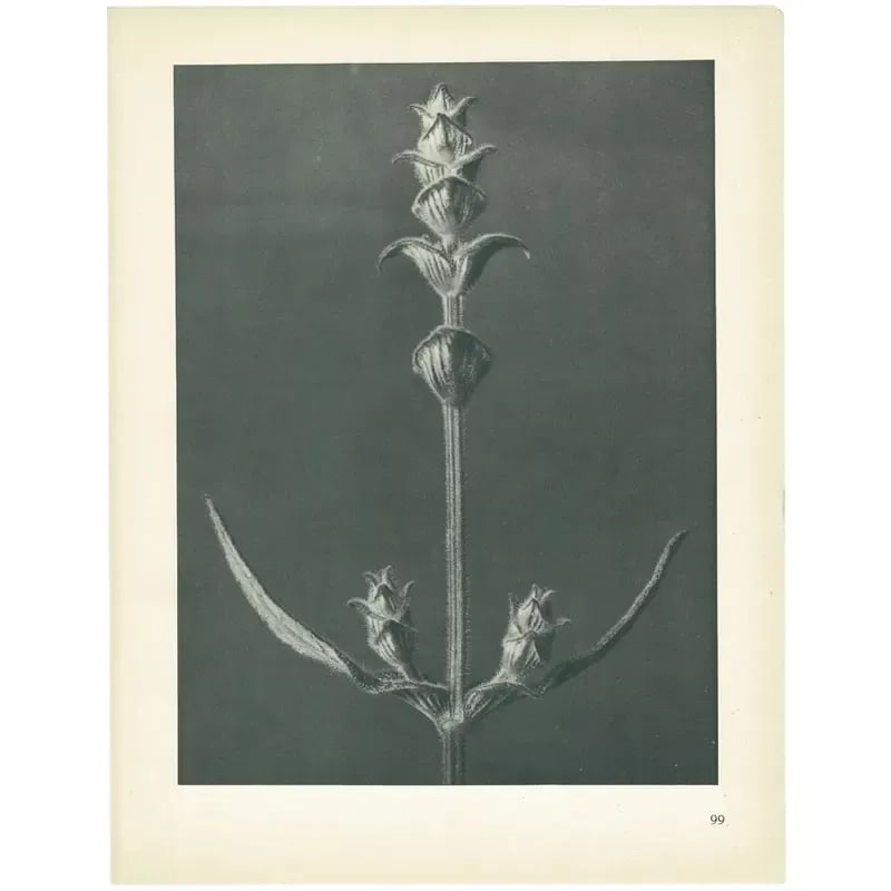 1928 Karl Blossfeldt, Original Period Photogravure N99 of Sage - 3