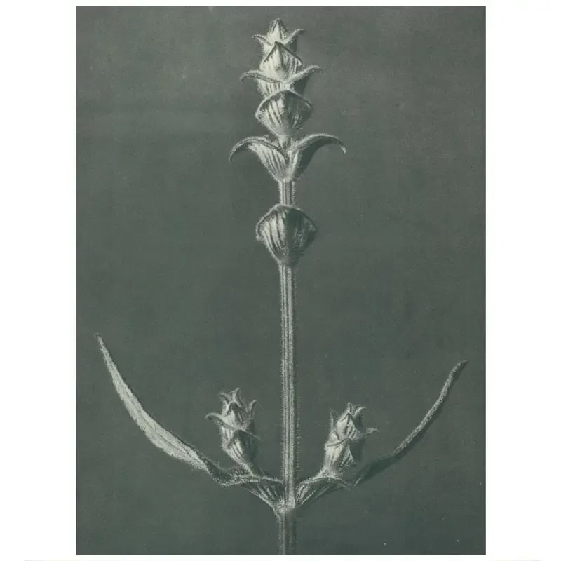 1928 Karl Blossfeldt, Original Period Photogravure N99 of Sage - 4