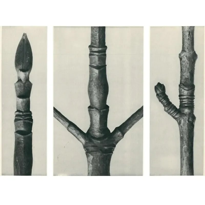 1928 Karl Blossfeldt Original Period Photogravure N16 - 2