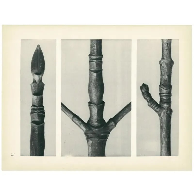 1928 Karl Blossfeldt Original Period Photogravure N16 - 3