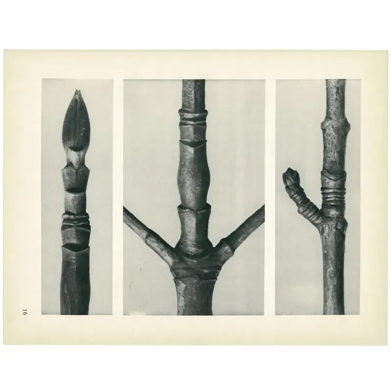 1928 Karl Blossfeldt Original Period Photogravure N16 - 5