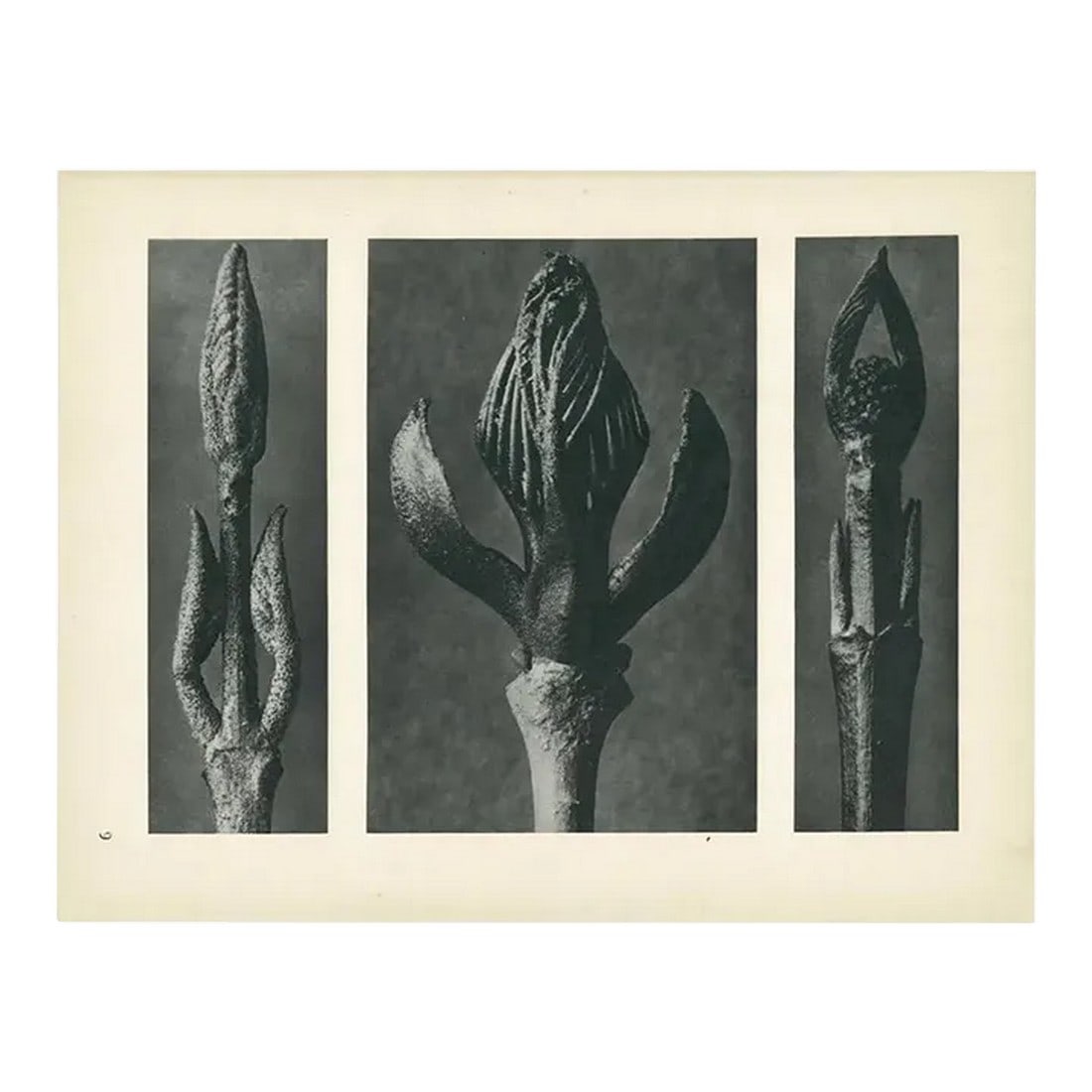 1928 Karl Blossfeldt Original Period Photogravure N9 (1 of 6)