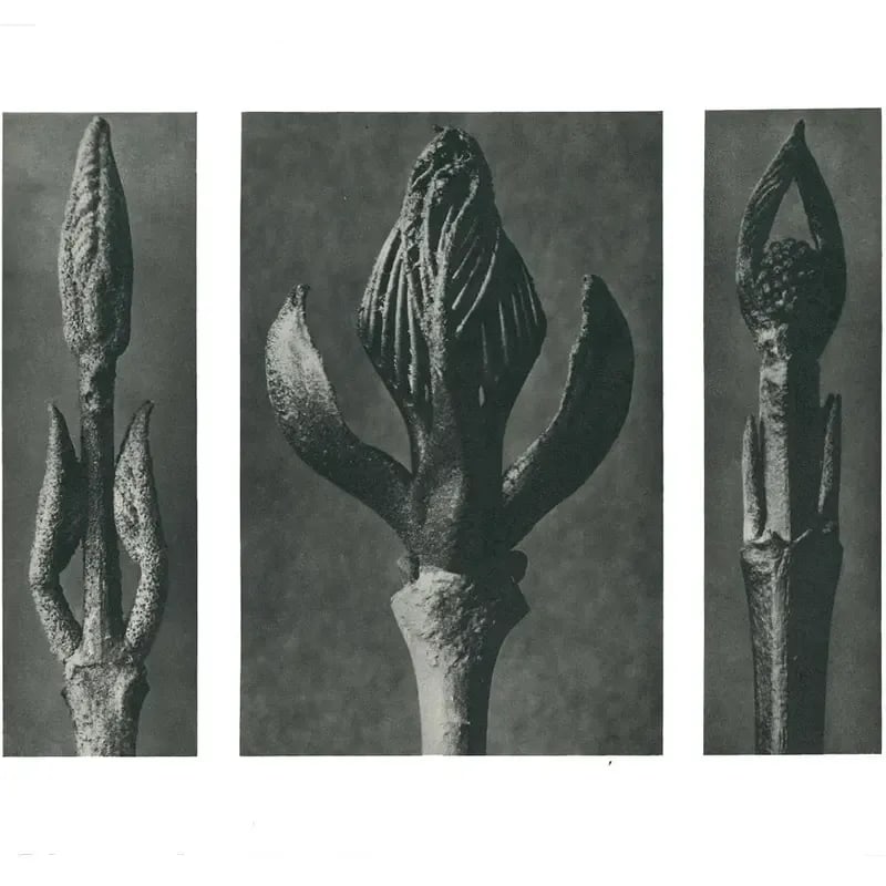 1928 Karl Blossfeldt Original Period Photogravure N9 - 2