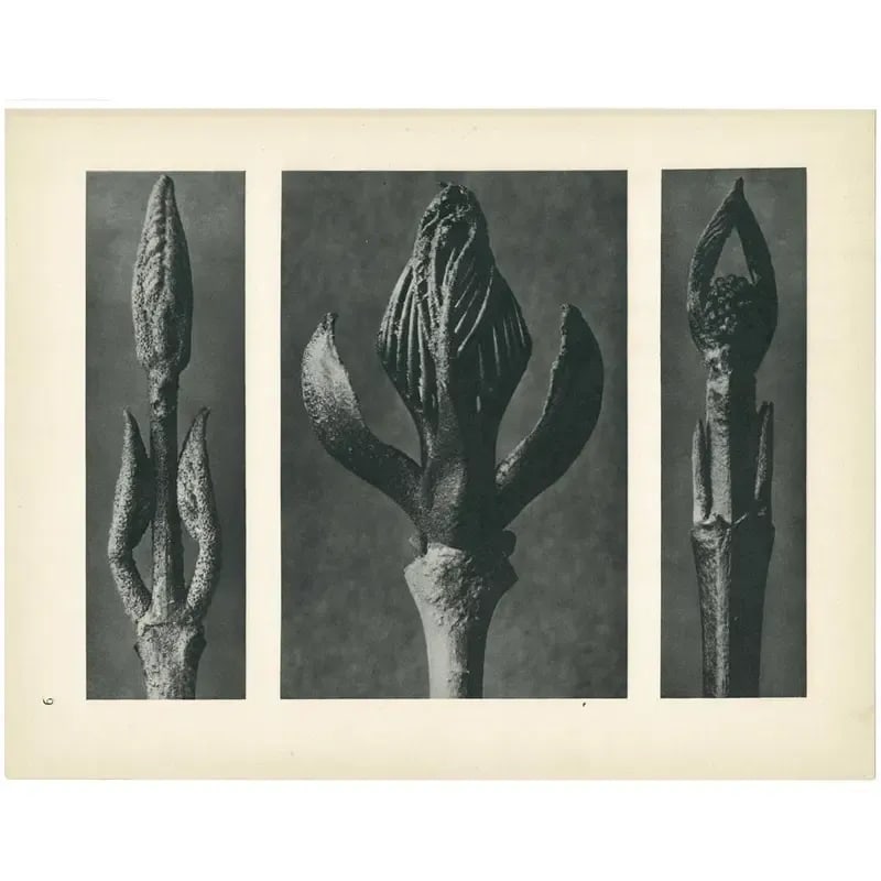 1928 Karl Blossfeldt Original Period Photogravure N9 - 5