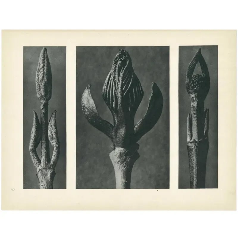 1928 Karl Blossfeldt Original Period Photogravure N9 - 6