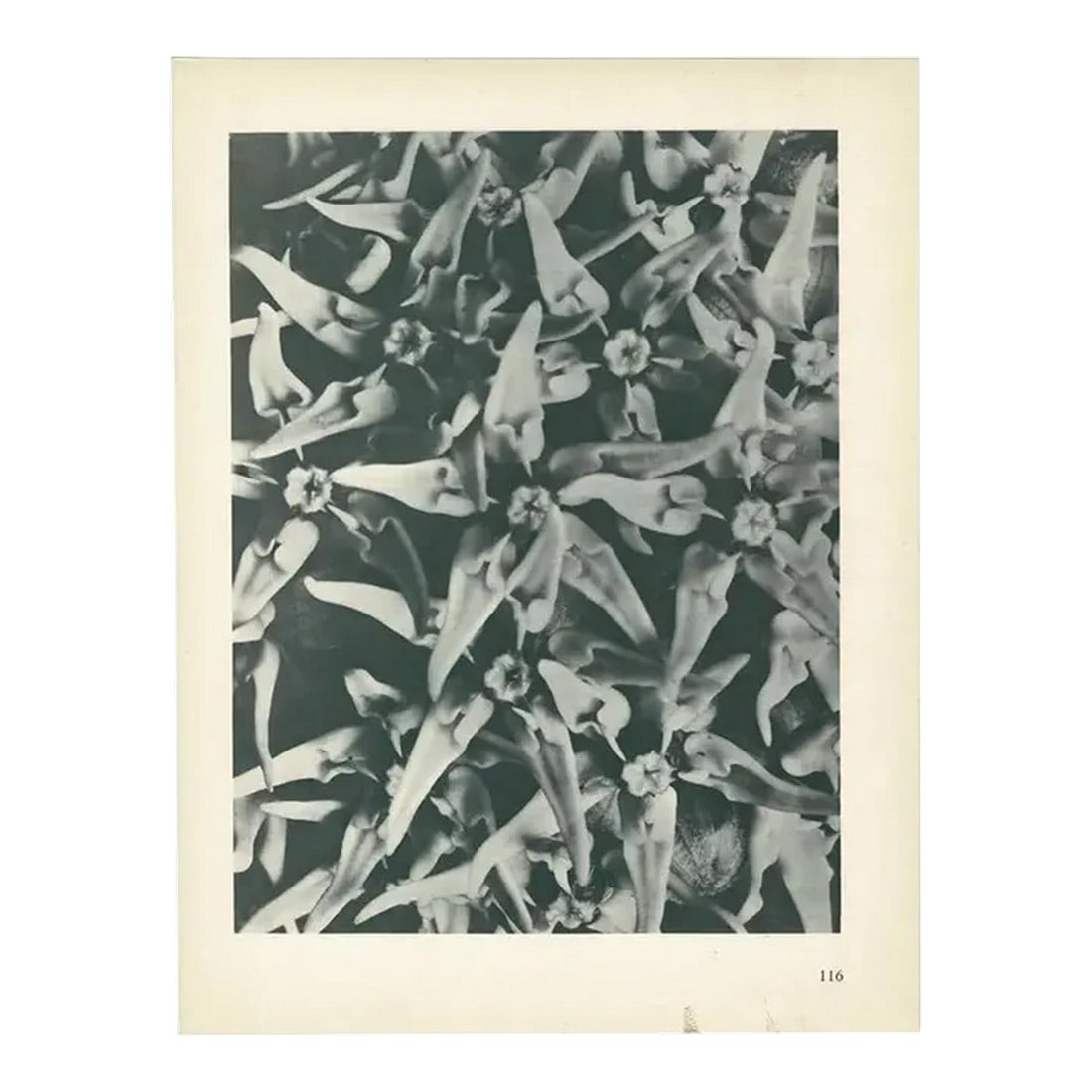 1928 Karl Blossfeldt Original Peirod Photogravure N116 of Asclepias Speciosa: An exquisite original period black-and-white Photogravure N116 of Asclepias Speciosa (Dogbane Family (Apocynaceae), known commonly as the Showy Milkweed, by German photographer and professor Karl Blos