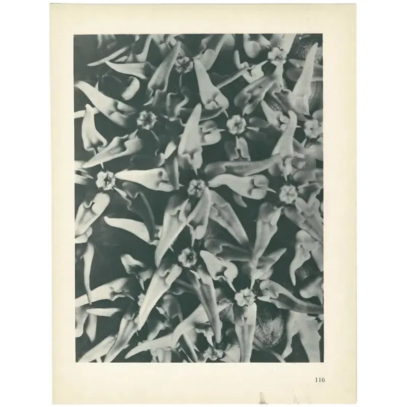 1928 Karl Blossfeldt Original Peirod Photogravure N116 of Asclepias Speciosa - 3