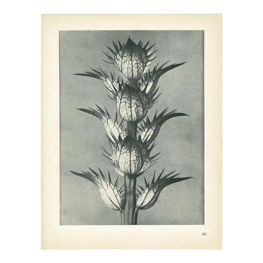 1928 Bear's Breech, Original Period Photogravure N92 by Karl Blossfeldt (1 of 6)