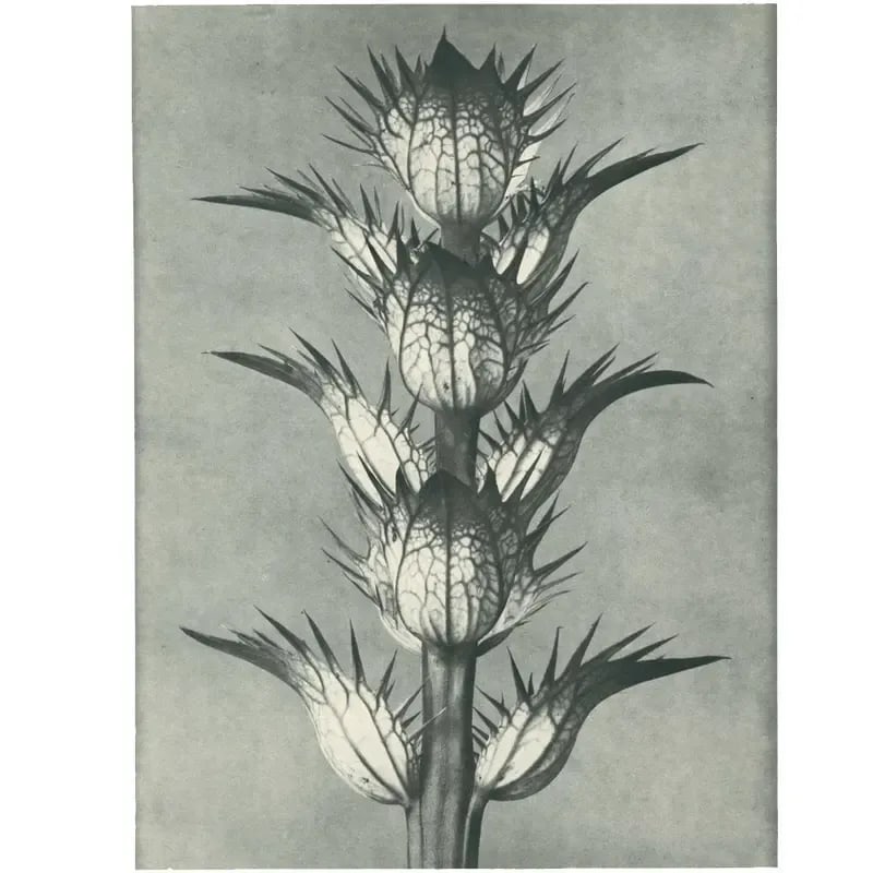 1928 Bear's Breech, Original Period Photogravure N92 by Karl Blossfeldt - 4