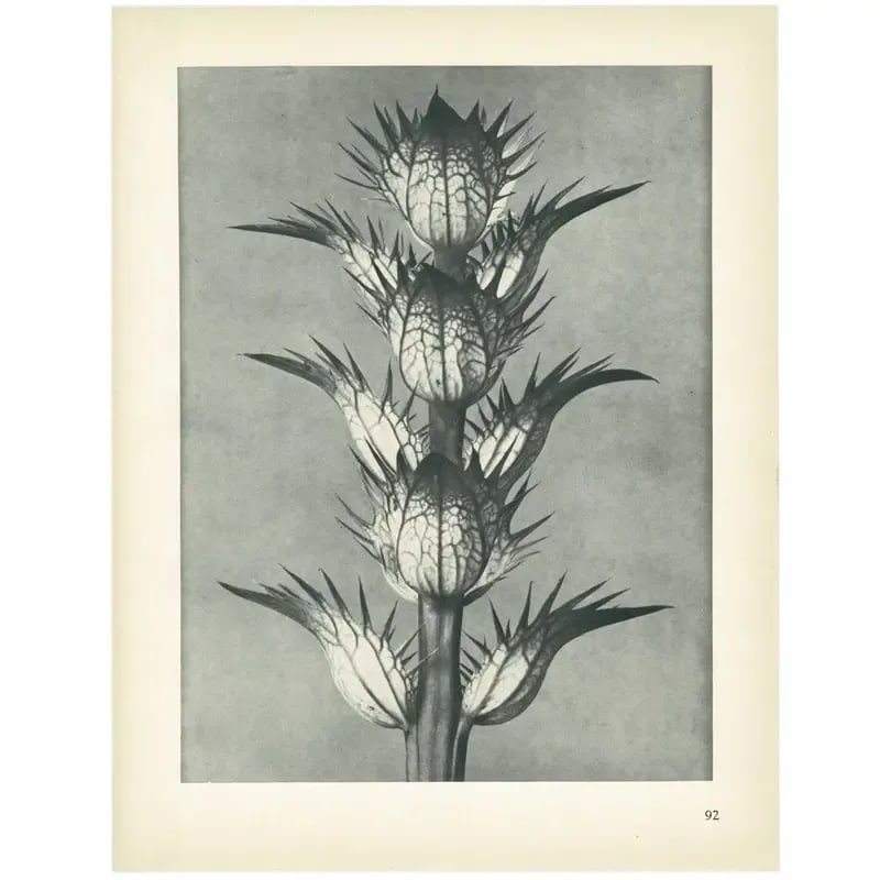 1928 Bear's Breech, Original Period Photogravure N92 by Karl Blossfeldt - 5