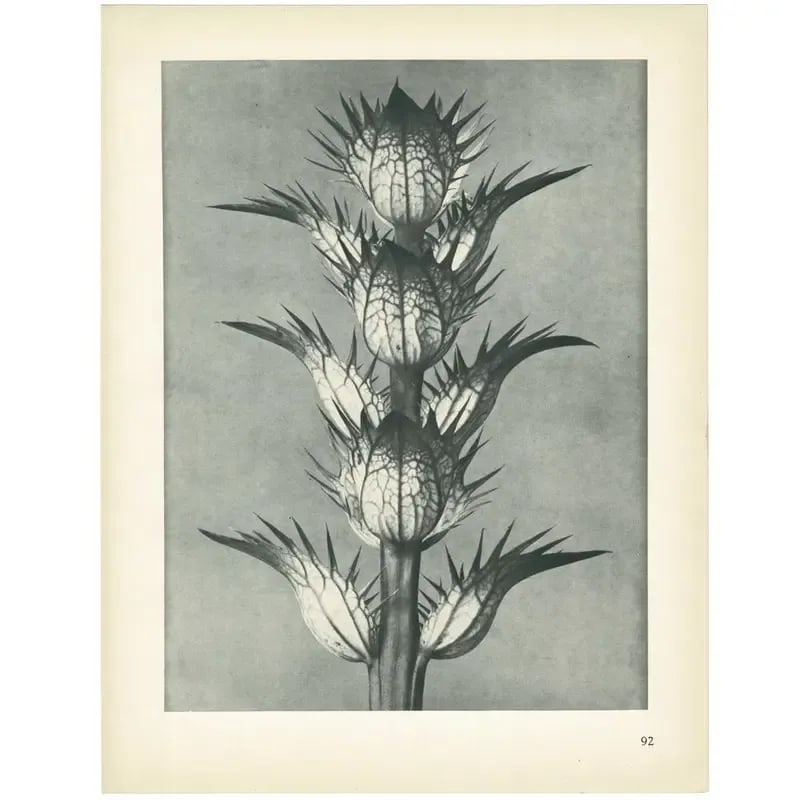 1928 Bear's Breech, Original Period Photogravure N92 by Karl Blossfeldt - 6