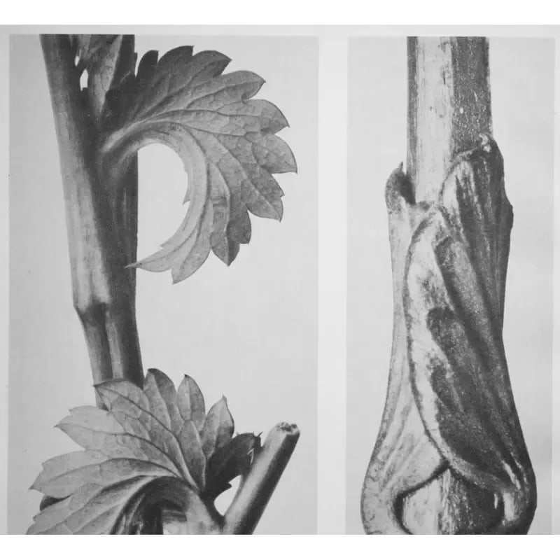 1935 Karl Blossfeldt Two-Sided Photogravure N62-61 - 3