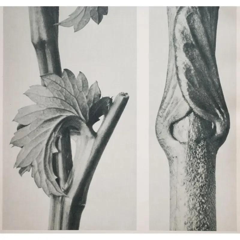 1935 Karl Blossfeldt Two-Sided Photogravure N62-61 - 4