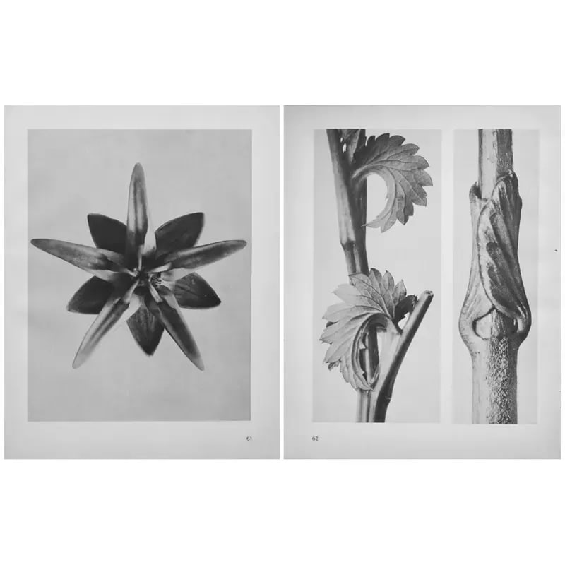 1935 Karl Blossfeldt Two-Sided Photogravure N62-61 - 5