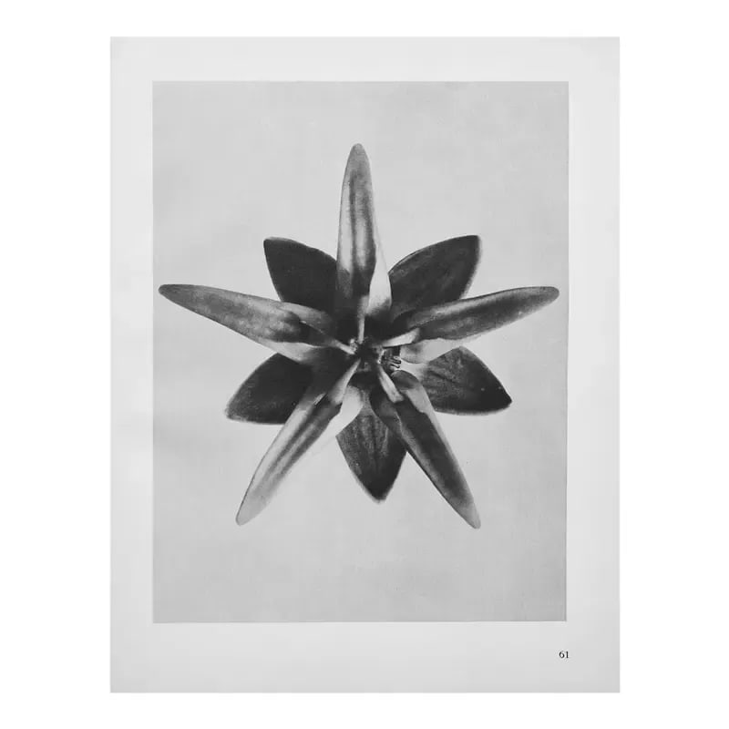 1935 Karl Blossfeldt Two-Sided Photogravure N62-61 - 6