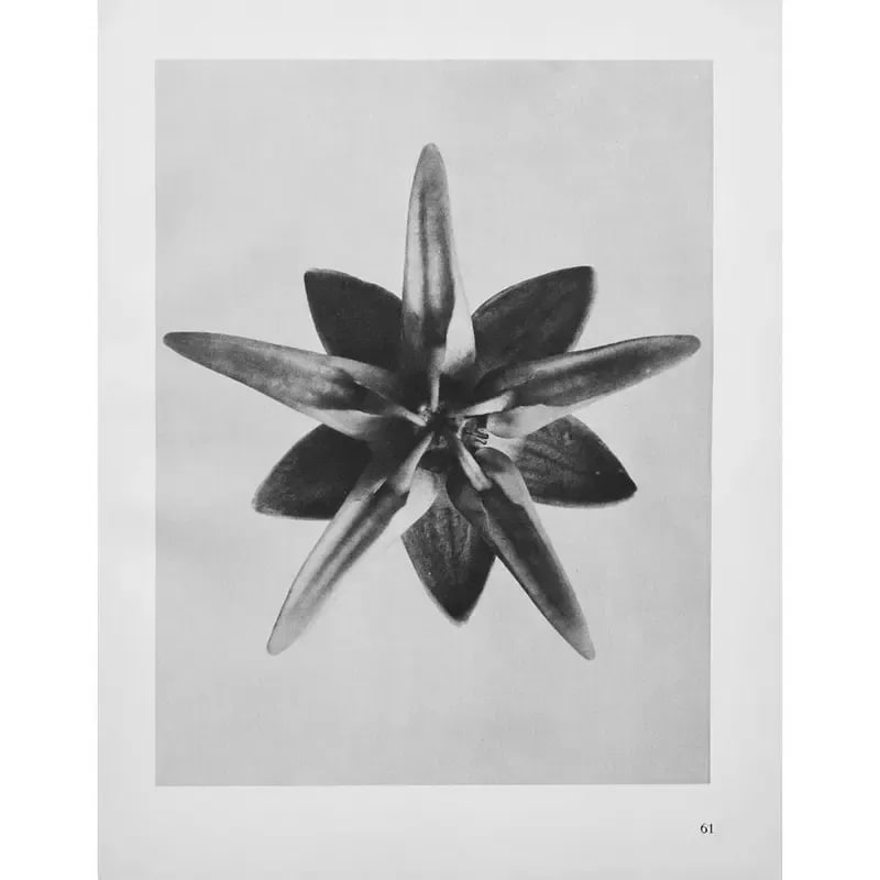 1935 Karl Blossfeldt Two-Sided Photogravure N62-61 - 8