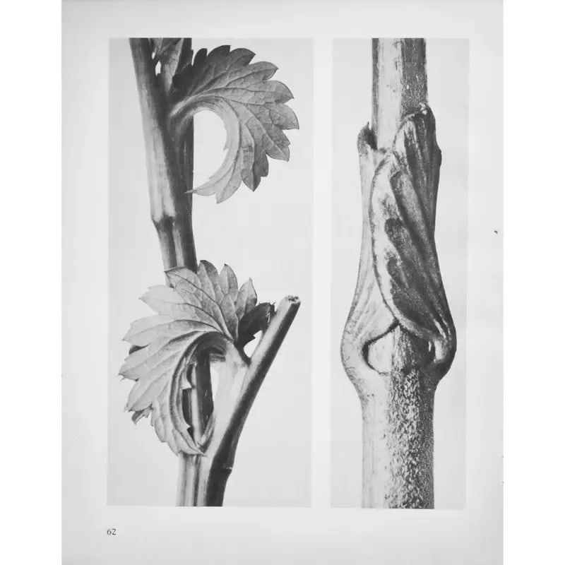 1935 Karl Blossfeldt Two-Sided Photogravure N62-61 - 9