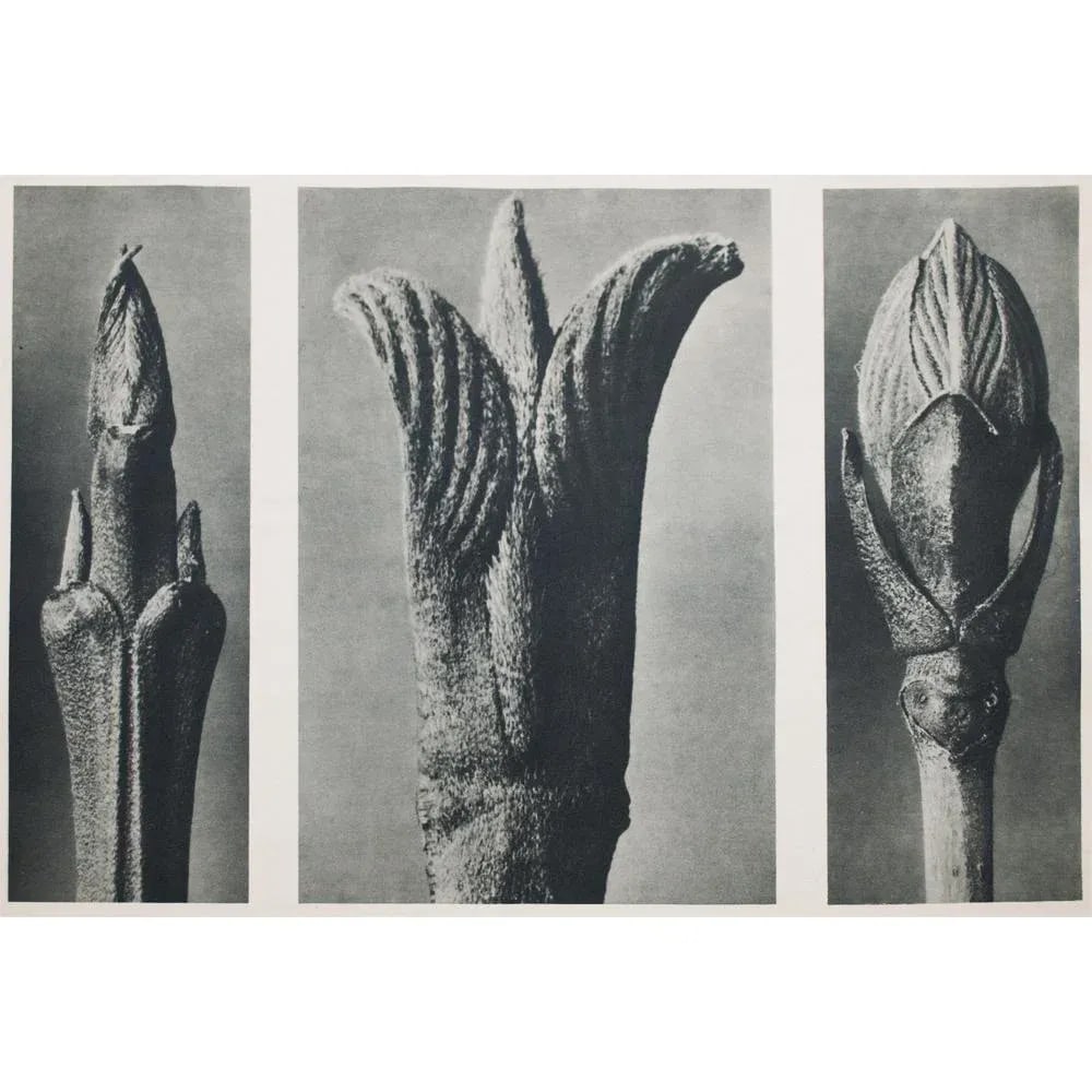1935 Karl Blossfeldt Two-Sided Photogravure N9-10 - 10