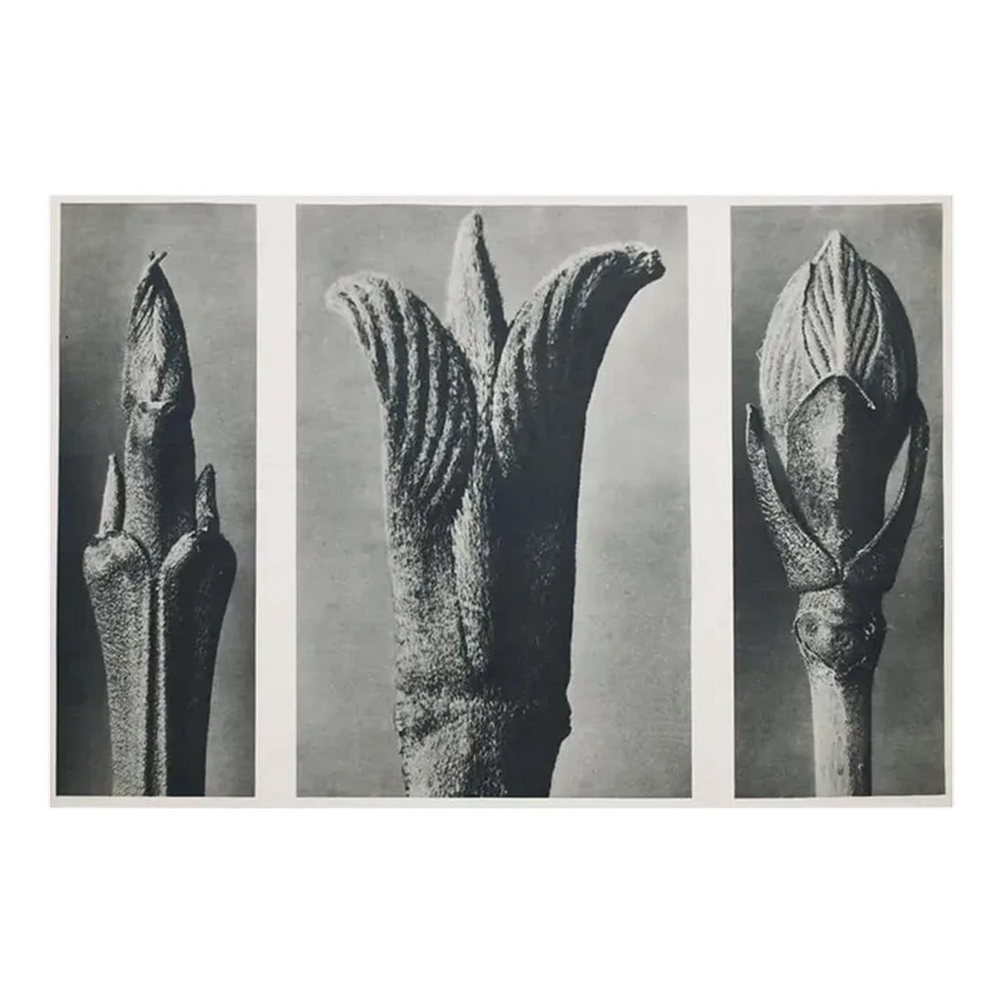 1935 Karl Blossfeldt Two-Sided Photogravure N9-10 (1 of 12)