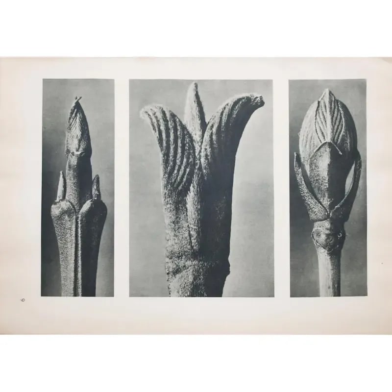 1935 Karl Blossfeldt Two-Sided Photogravure N9-10 - 2