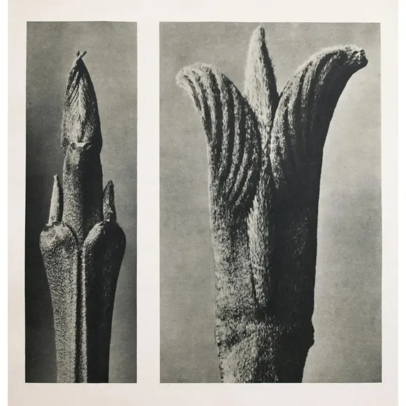 1935 Karl Blossfeldt Two-Sided Photogravure N9-10 - 3