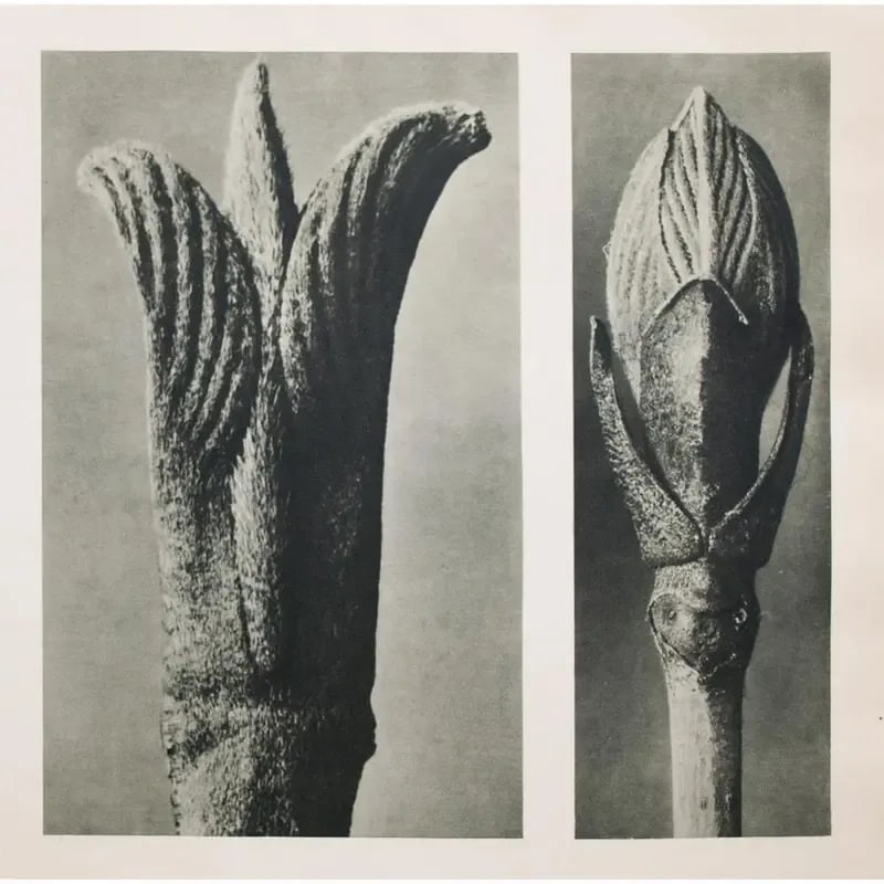 1935 Karl Blossfeldt Two-Sided Photogravure N9-10 - 4