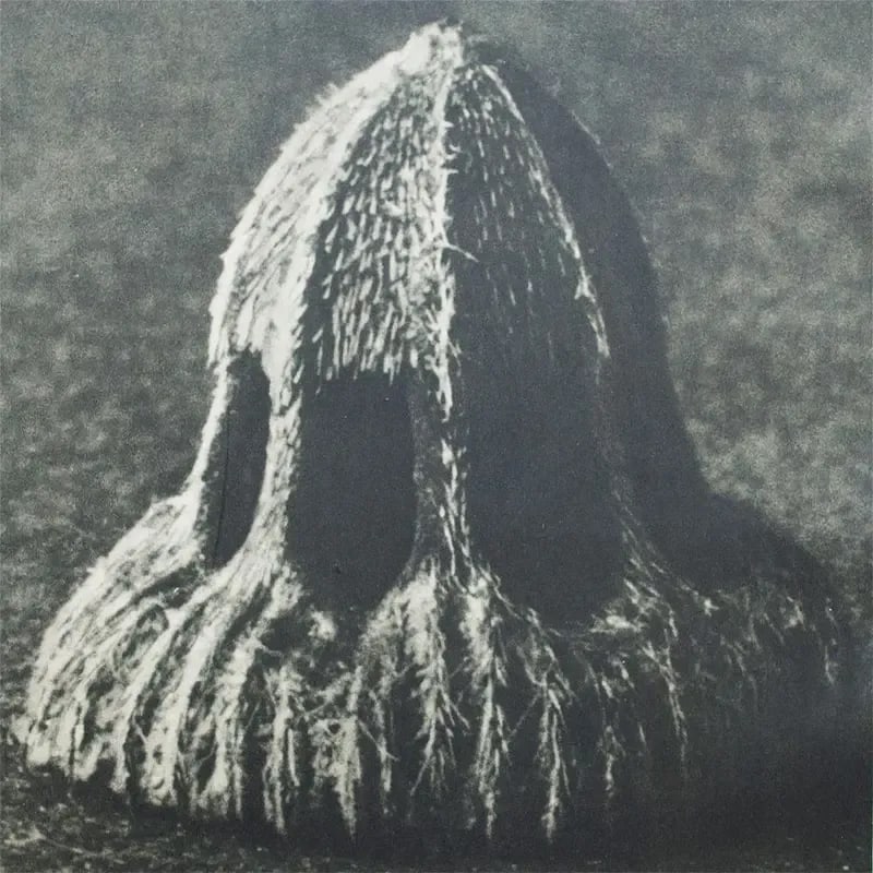 1935 Karl Blossfeldt Two-Sided Photogravure N9-10 - 7