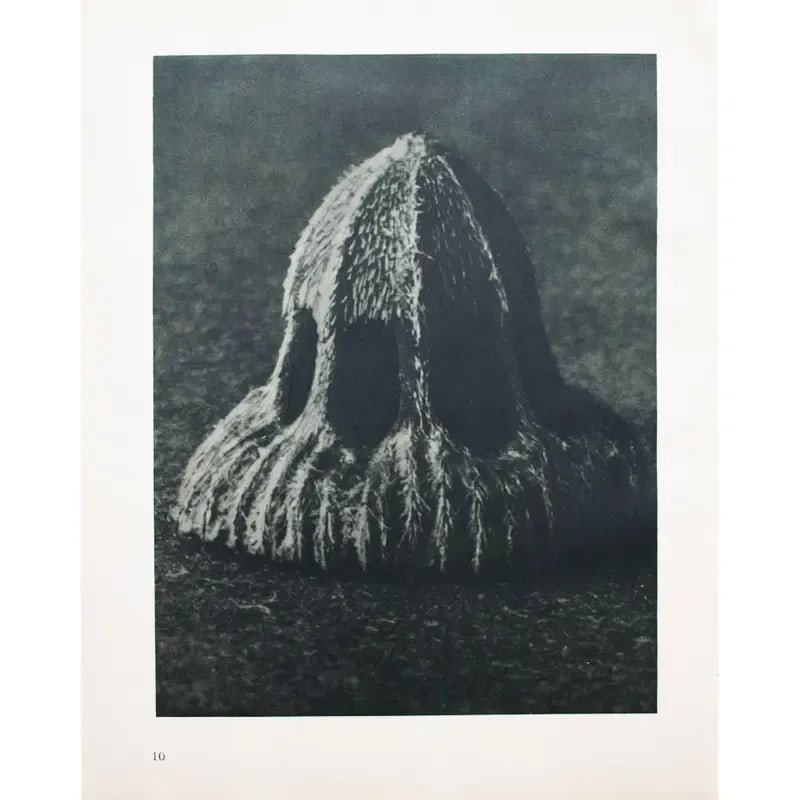 1935 Karl Blossfeldt Two-Sided Photogravure N9-10 - 8