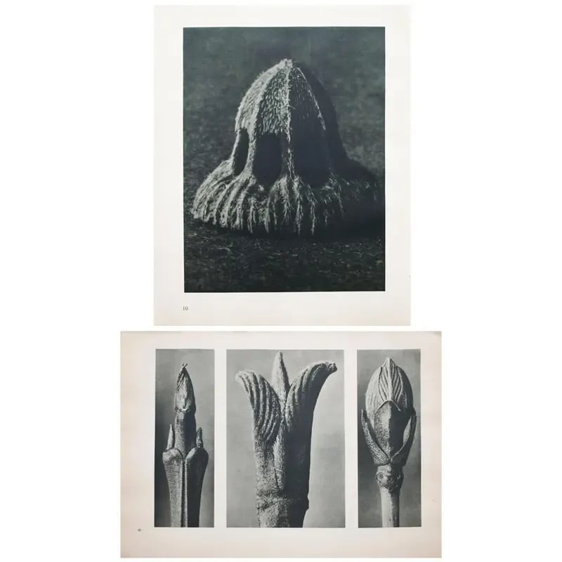 1935 Karl Blossfeldt Two-Sided Photogravure N9-10 - 9