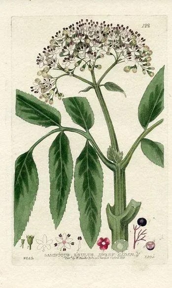 1835, Dwarf Elder Tree Print, Original Hand Colored Engraving, England - 3