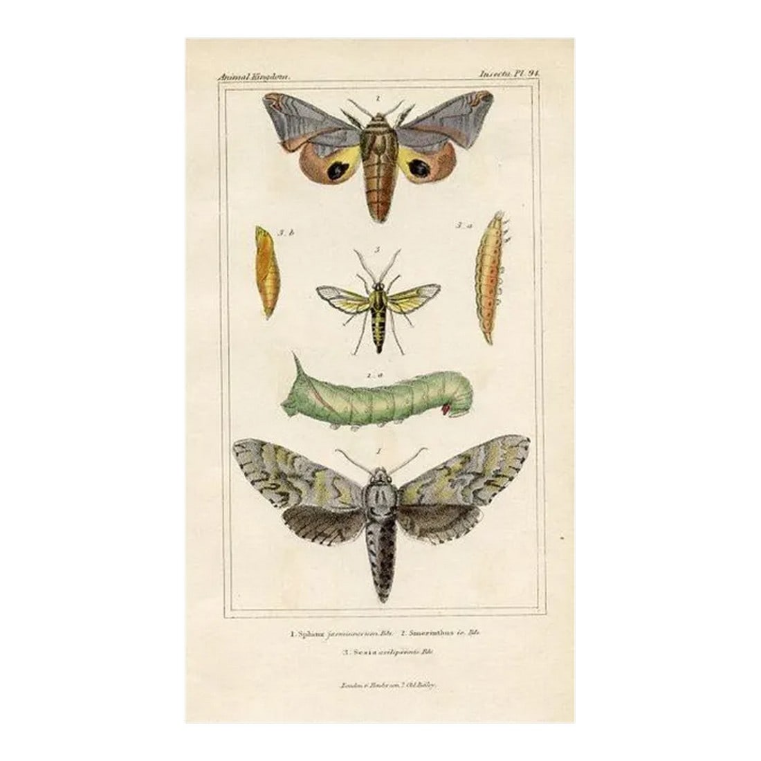 1834, One-Eyed Sphinx Moth Print, Original Hand Colored Engraving: Original 1830s hand-colored engraving of the One-eyed Sphinx Moth (Smerinthus) from the English edition of The Animal Kingdom, the best known work of the French naturalist Baron Georges Cuvier. 