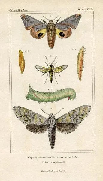 1834, One-Eyed Sphinx Moth Print, Original Hand Colored Engraving - 2