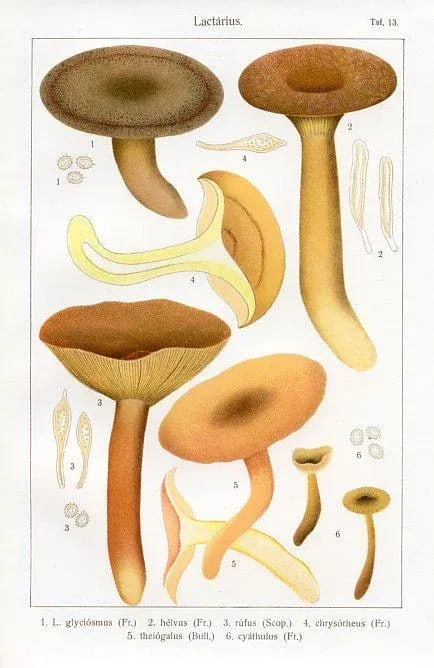 1915, Milk Cap Mushroom Print, Original Lithograph, Germany - 2