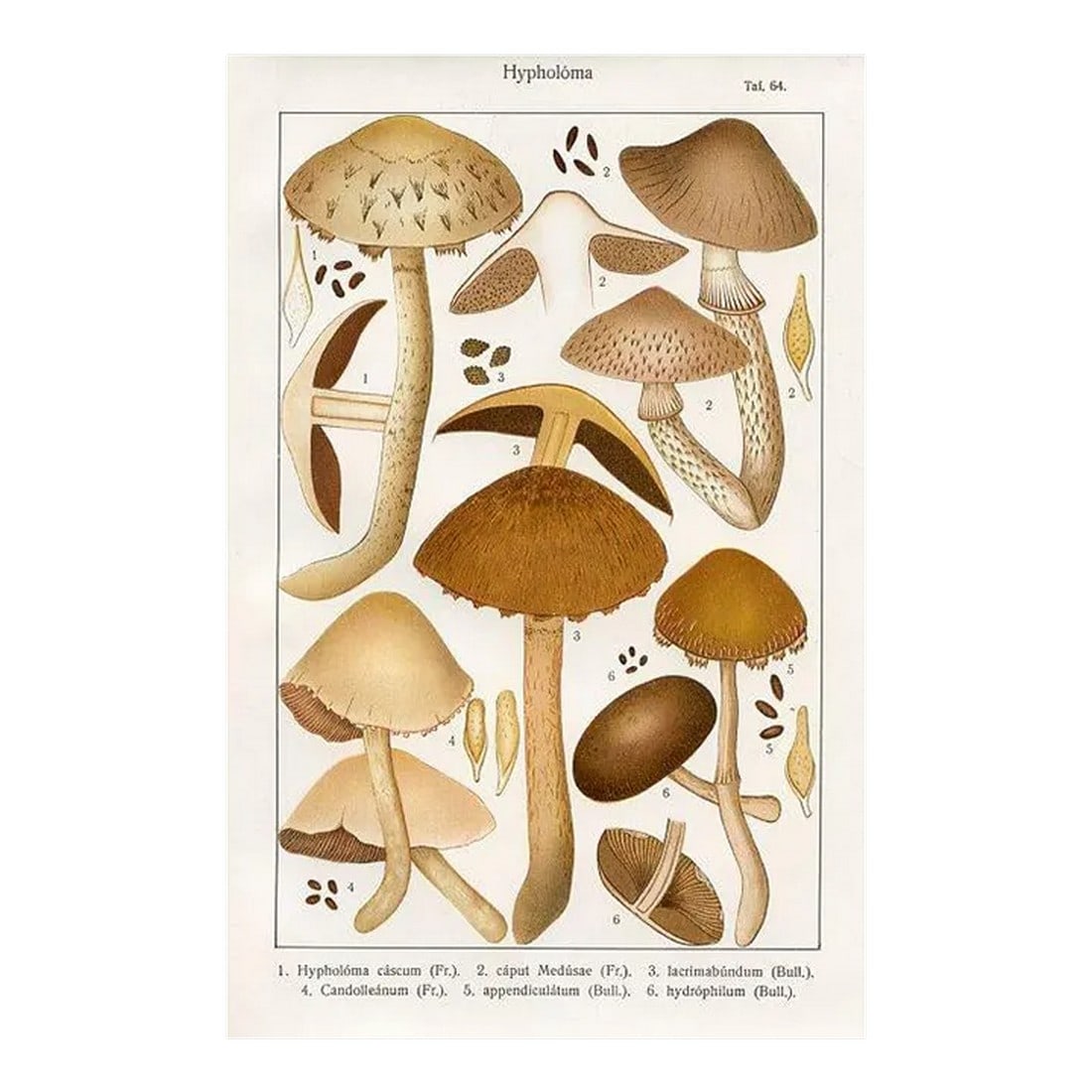 1915, Woodlover Mushroom Print, Original Lithograph, Germany: Original print from a folio of mushrooms "native to Germany, and surrounding lands including Austria and Switzerland". Shown is the Clustered Woodlover Mushroom (Hypholoma). Year: 1915