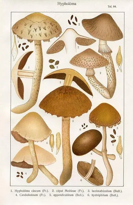 1915, Woodlover Mushroom Print, Original Lithograph, Germany - 3