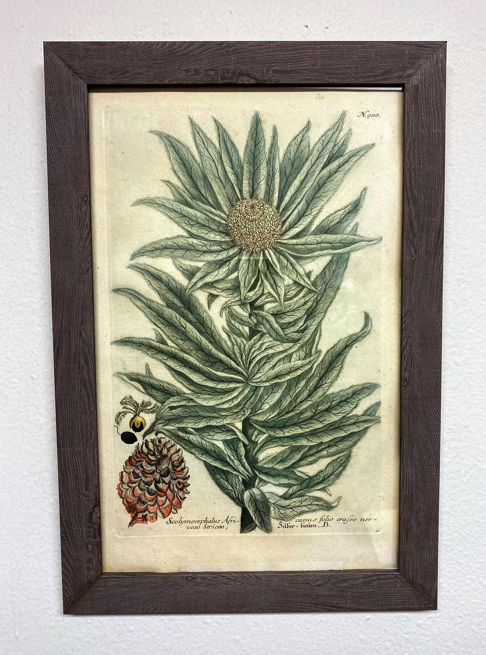 Antique Botanical Johan Weinmann "Scolymocephalus Africanus" Original Woodcut on Paper, Framed - 2