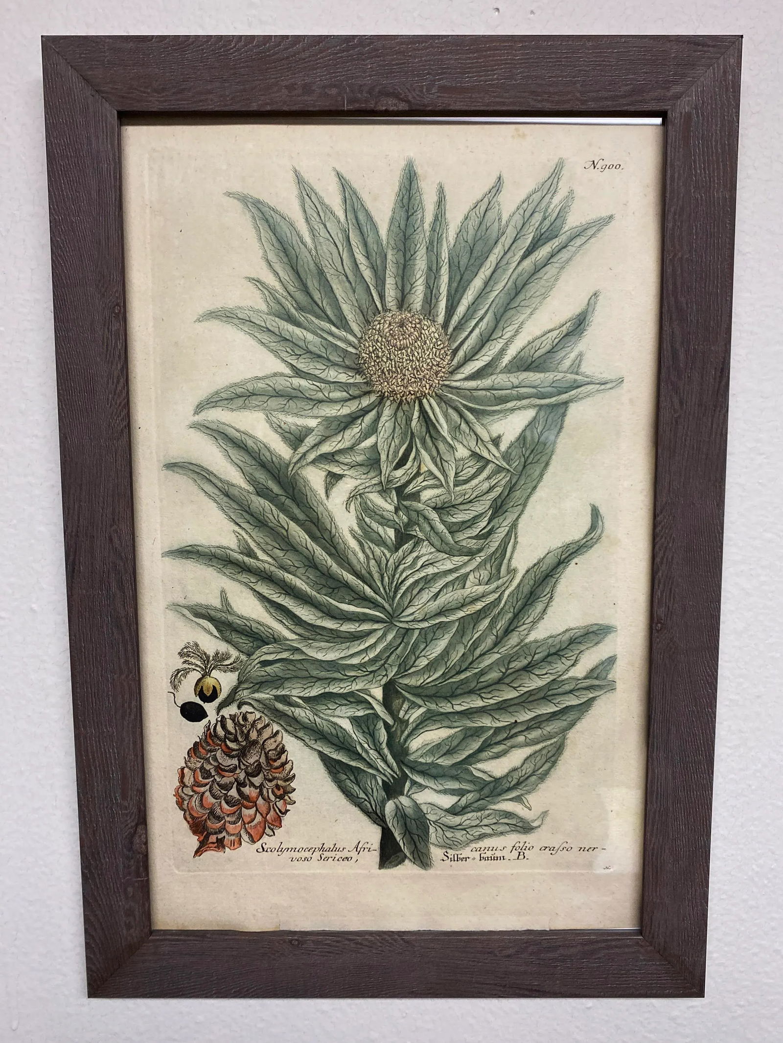 Antique Botanical Johan Weinmann "Scolymocephalus Africanus" Original Woodcut on Paper, Framed - 3