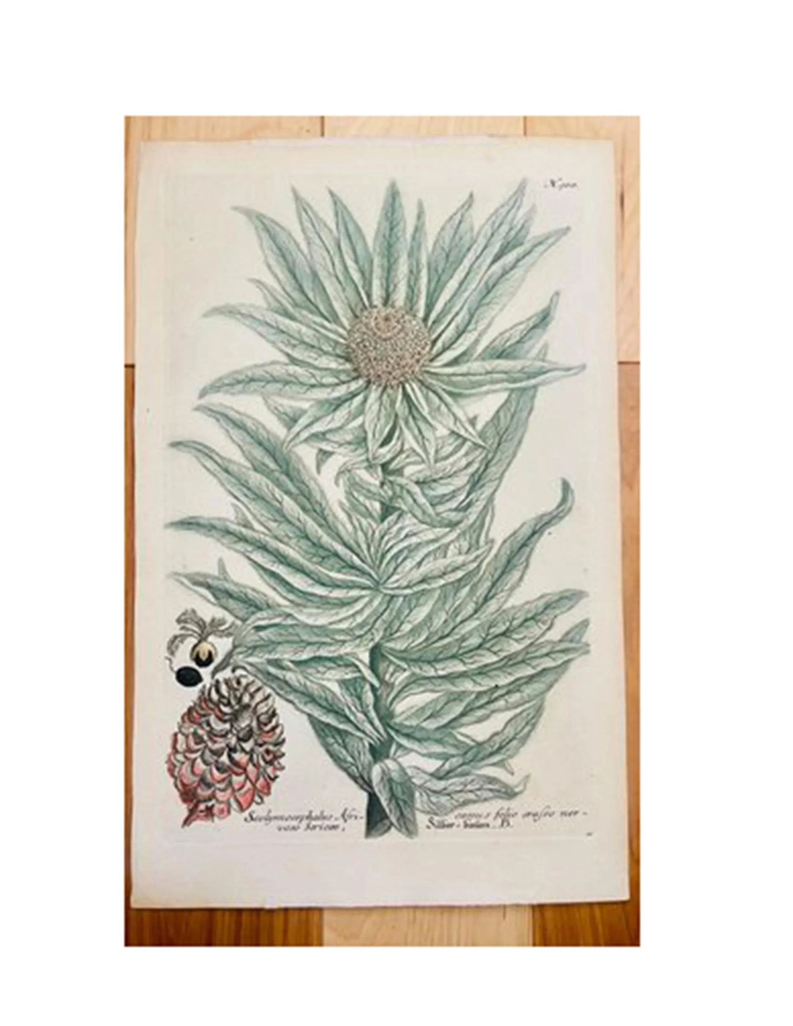 Antique Botanical Johan Weinmann "Scolymocephalus Africanus" Original Woodcut on Paper, Framed - 4