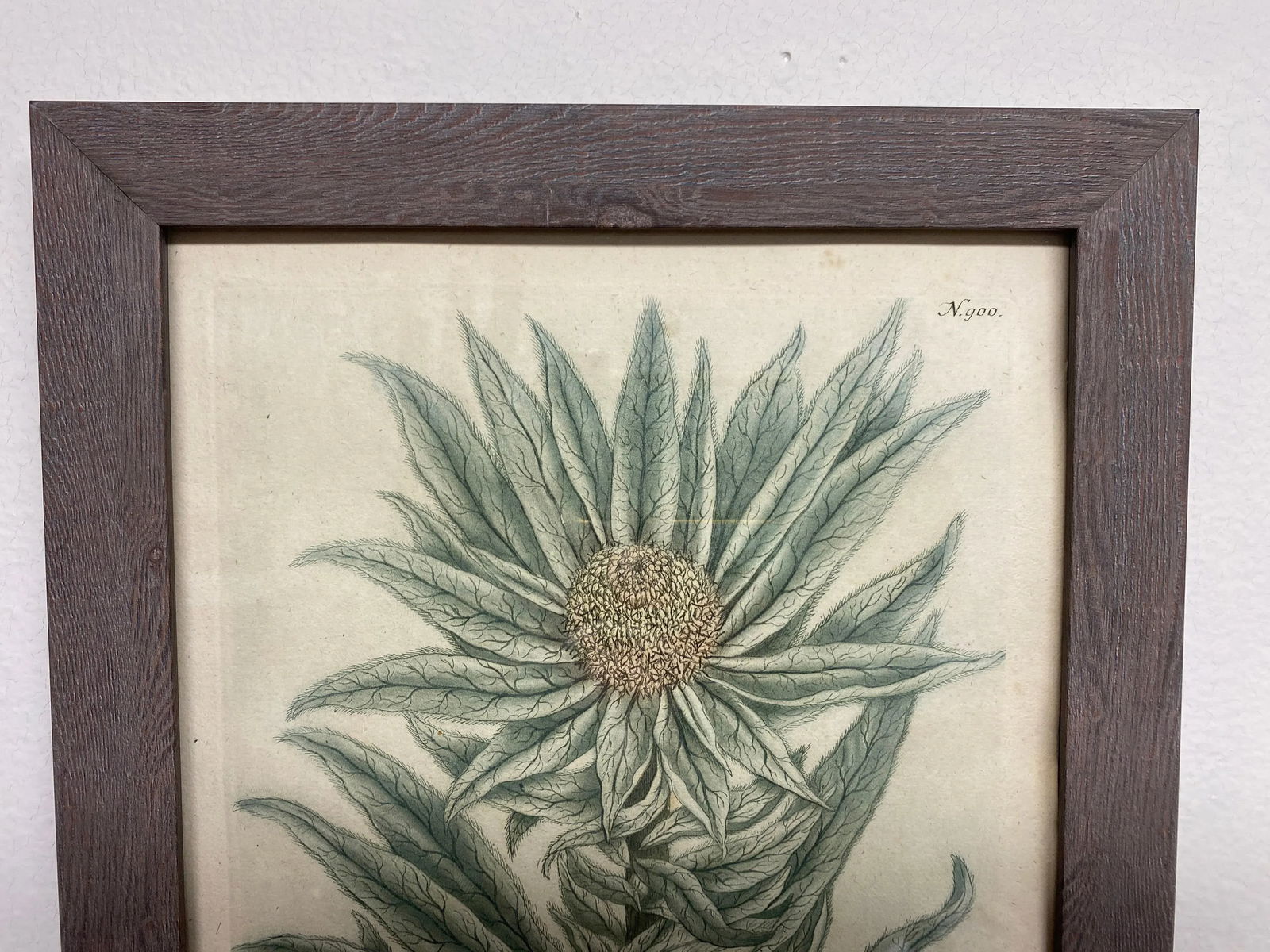 Antique Botanical Johan Weinmann "Scolymocephalus Africanus" Original Woodcut on Paper, Framed - 5