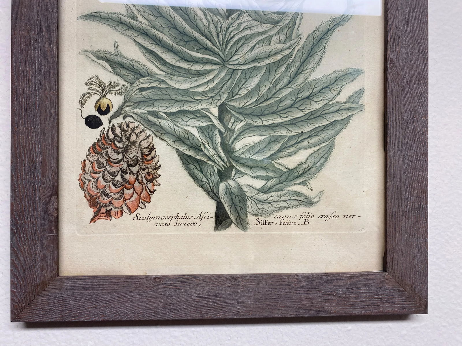Antique Botanical Johan Weinmann "Scolymocephalus Africanus" Original Woodcut on Paper, Framed - 6