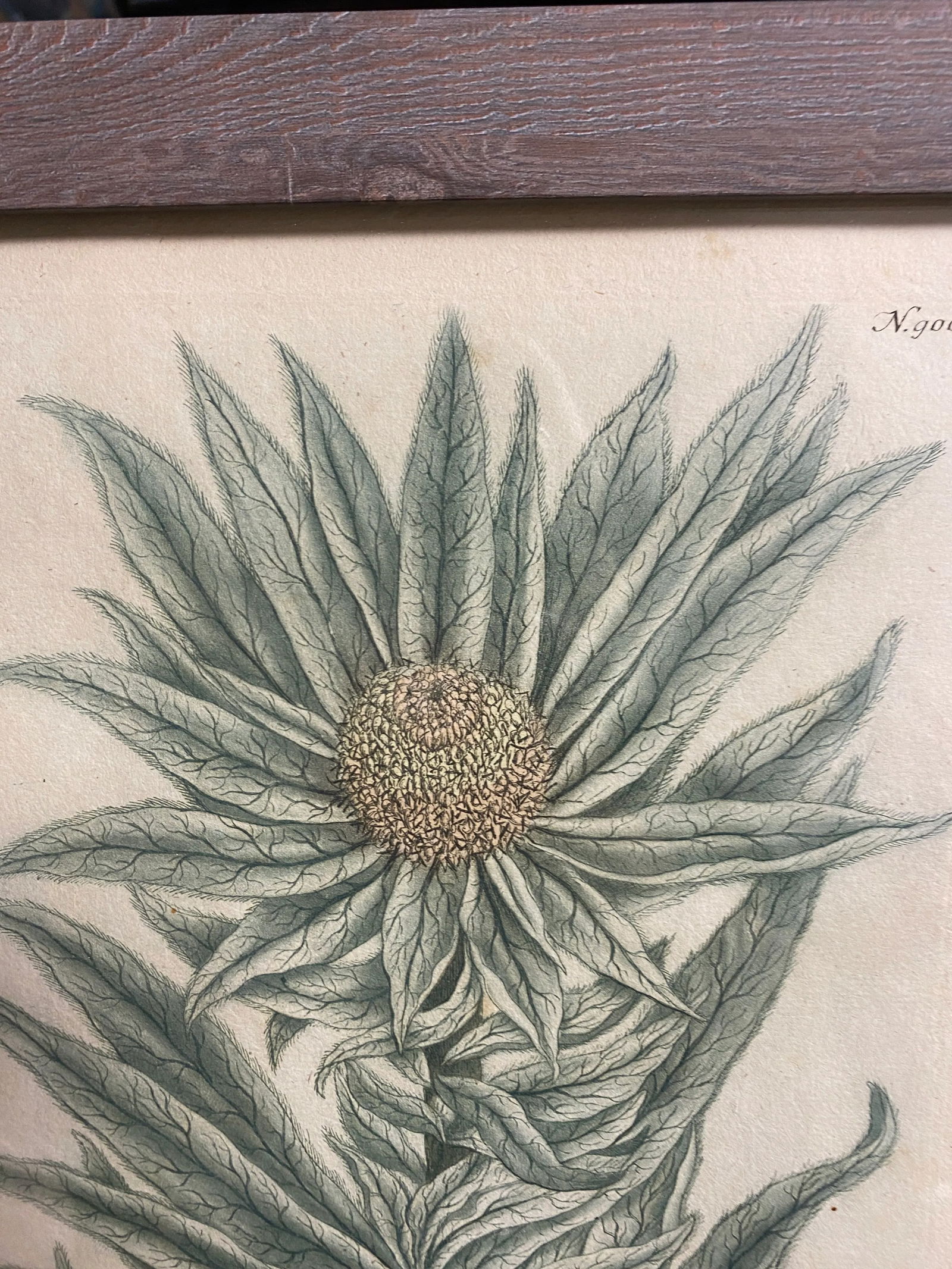 Antique Botanical Johan Weinmann "Scolymocephalus Africanus" Original Woodcut on Paper, Framed - 7